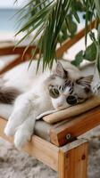 A cat wearing sunglasses laying on a beach chair photo