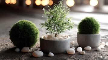 Three small plants in concrete pots on a concrete floor photo