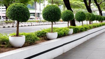 A row of trees in white pots photo