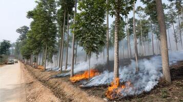 A road with trees burning on it photo
