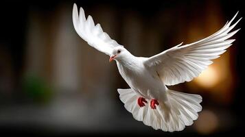 A white dove flying in the air photo