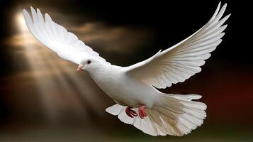 A white dove flying in the air with its wings spread photo