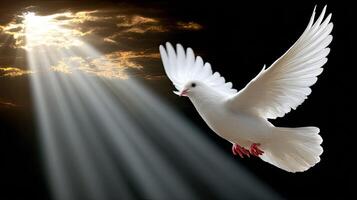 White dove flying in the air with rays of light photo