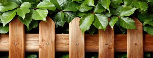 A wooden fence with green leaves growing on it photo