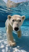 Polar bear swimming in the pool photo