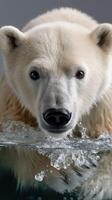 A polar bear is swimming in the water photo