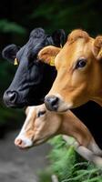 Three cows standing next to each other photo
