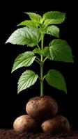 Potato plant with green leaves on top of potatoes photo
