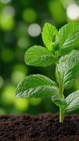 A young mint plant growing in the dirt photo