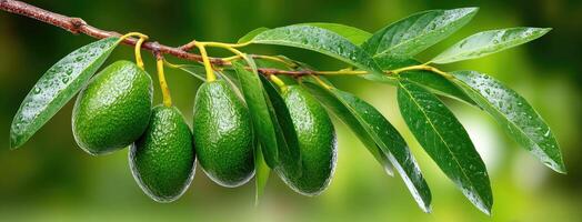 Green fruits hanging from a branch photo