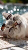 A cat wearing sunglasses laying on a pool photo
