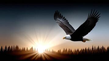 Eagle flying over the forest at sunset photo