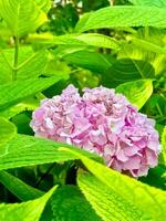 A pink flower is surrounded by green leaves photo