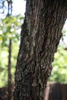 Detailed Close Up of Dark Brown Tree Bark with Green Lichen in a Forest Setting photo