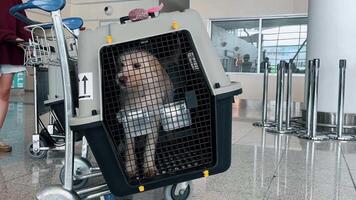 Canines in Transport Crates Prepared for Airplane Journey video