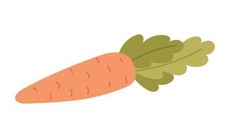 Carrots with tops. The vegetable is isolated. Proper nutrition. flat color illustration is suitable for applications, posters about health, fitness, exercise, disease prevention and cardiac activity vector