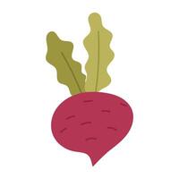 Beetroot, radish with tops. Proper nutrition. The flat color illustration is suitable for applications, posters about health, fitness, exercise, disease prevention and cardiac activity vector