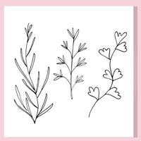 Minimal Botanical Line Art Three Elegant Herb Stems vector