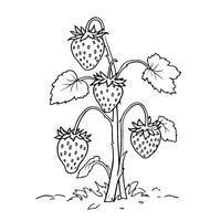 Strawberries on the Vine A Delightful and Simple Coloring Page Illustration vector