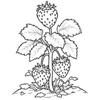 Fresh Strawberry Coloring Page Sheets Fruitful Harvest of Summer Delights Fun vector