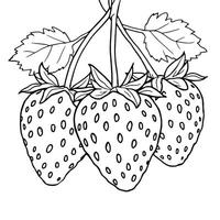 Strawberry Coloring Page A Fun Way to Learn About Healthy Eating Habits vector