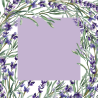 Violet filed flowers banner template with lavender branches and leaves watercolor illustration. Hand drawn romantic frame with aromatic floral elements for label, invitation, product packing design png