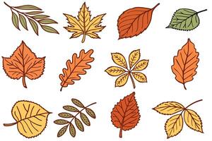 A collection of various autumn leaves in shades of orange, yellow, and green. The leaves are illustrated with distinct shapes and textures. vector