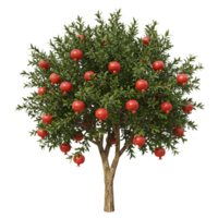 A pomegranate tree with many ripe red pomegranates hanging from its branches on transparent background png