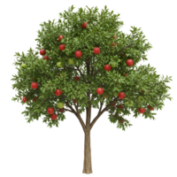 Apple tree with green leaves and red and green apples on transparent background png