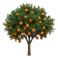 A vibrant orange tree laden with ripe fruit against a stark white in full frame view on transparent background png