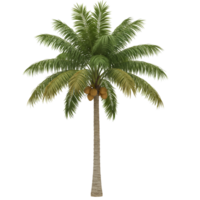 A single coconut palm tree with coconuts hanging from its branches on transparent background png
