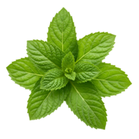 A top down view of a fresh green mint plant with leaves arranged in a circular pattern on transparent background png