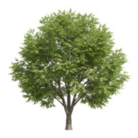 A single tree with green leaves and a brown trunk isolated on transparent background png