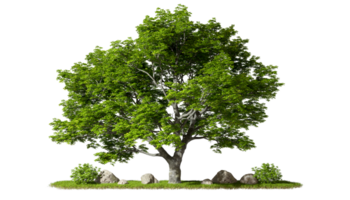 Greenery tropics perennial tree landscaped growth on grassy cutout transparent backgrounds 3d rendering png
