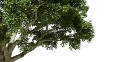 Jungle tropics tree branches leafs growth with copy-space cutout transparent backgrounds 3d rendering png