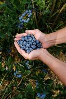 Freshly picked blueberries gathered by hands in a lush garden setting during a sunny afternoon in late summer.. photo
