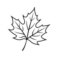 Black Outline Maple Leaf Simple Line Drawing Botanical Illustration vector