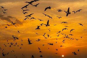 Seagulls fleeing from the cold weather in Siberia come to Bang Pu, Samut Prakan Province, Thailand, from December to the end of March every year. photo