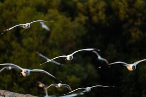 11 Many seagulls fleeing from the cold weather in Siberia come to Bang Pu, Samut Prakan Province, Thailand, from December to the end of March every year. photo