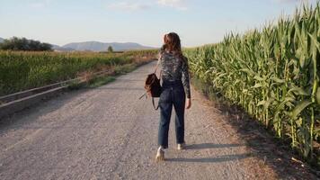 Taking a peaceful stroll through a tranquil cornfield pathway during a beautiful sunset video