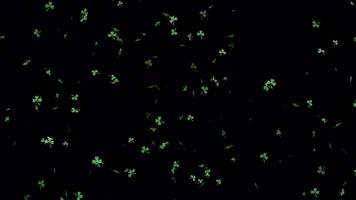 Shamrock Leaf Falling Animation With Alpha Channel. 4k Animation video