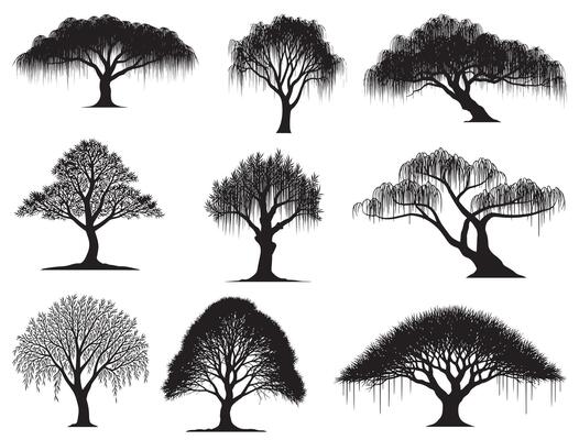 Willow Tree Silhouette