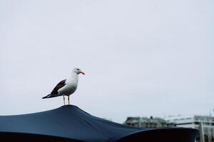 Seagull standing on canopy edge against cloudy sky in Bergen, Norway photo