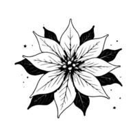 Detailed black and white poinsettia flower illustration in sketch style on white background, representing elegance and botanical design vector