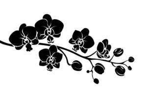 Black Phalaenopsis orchid branch with flowers and buds, silhouette style on white background, concept of elegance and simplicity vector