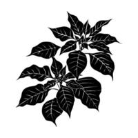 Silhouette Christmas flower poinsettia on white background. illustration vector
