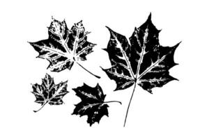 Stylized black and white illustration of maple leaves in various sizes, isolated on a white background. Botanical and nature concept vector