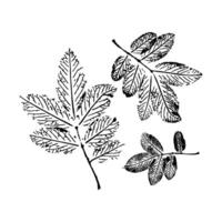 Black and white illustration of three detailed leaf sketches on white background. vector