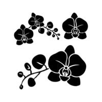 Orchid Phalaenopsis silhouettes arranged in different positions with stems and buds on a white background. Concept of floral design elements vector