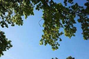 Green tree branches against clear blue sky. photo
